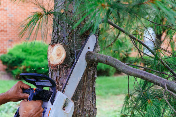 Best Tree Pruning Services  in Blanding, UT